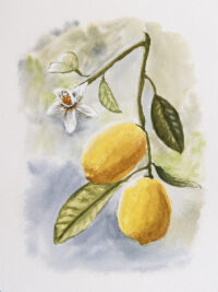 Lemon Branch watercolor painting print – two lemons with leaves and blossom – fine art print by Hayward Gaude