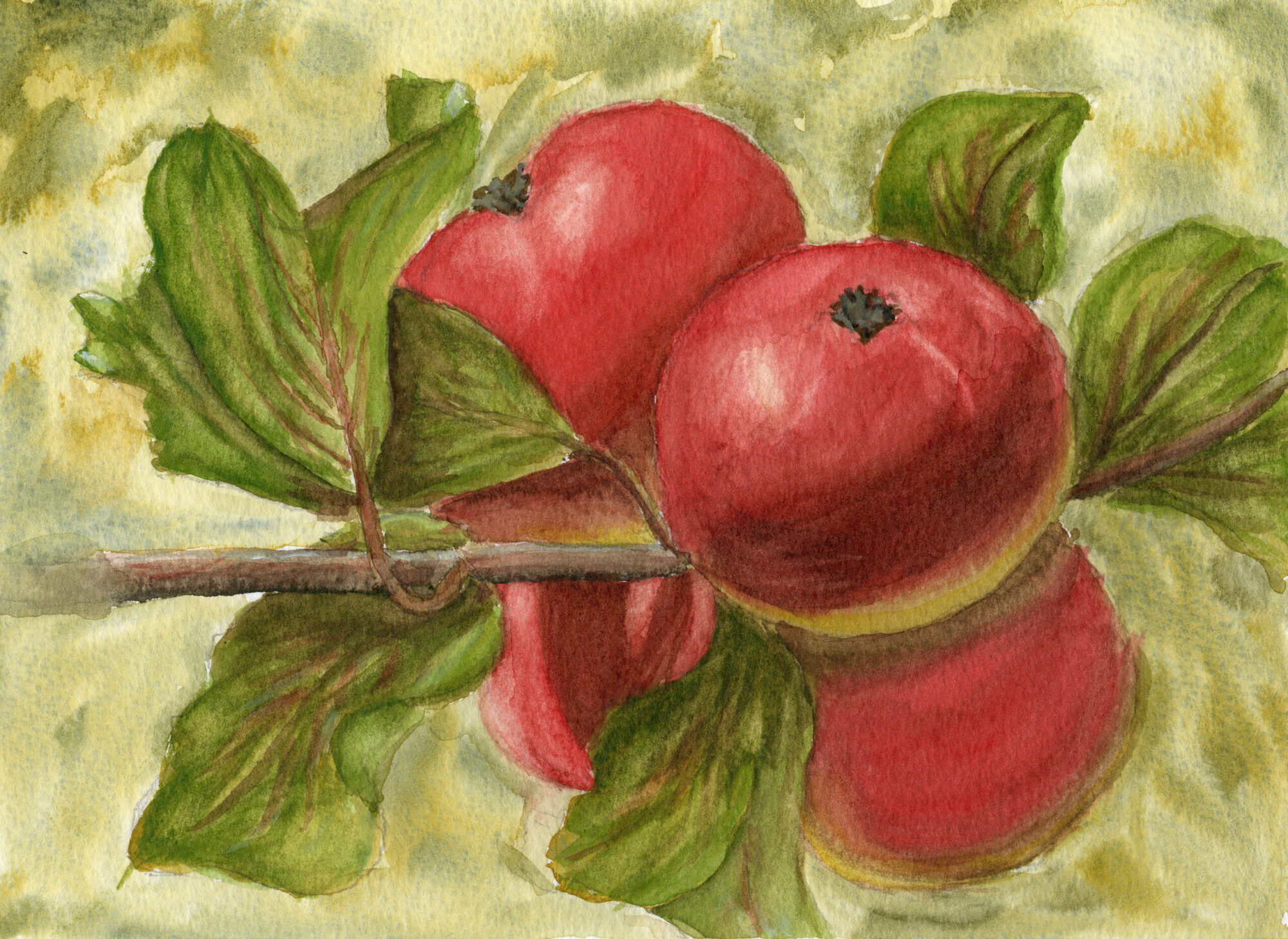 Framed botanical watercolor print of apples on a branch with green leaves – Autumn Orchard by Hayward Gaude.