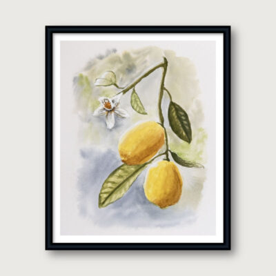 Lemon Branch watercolor painting print – two lemons with leaves and blossom – fine art print by Hayward Gaude