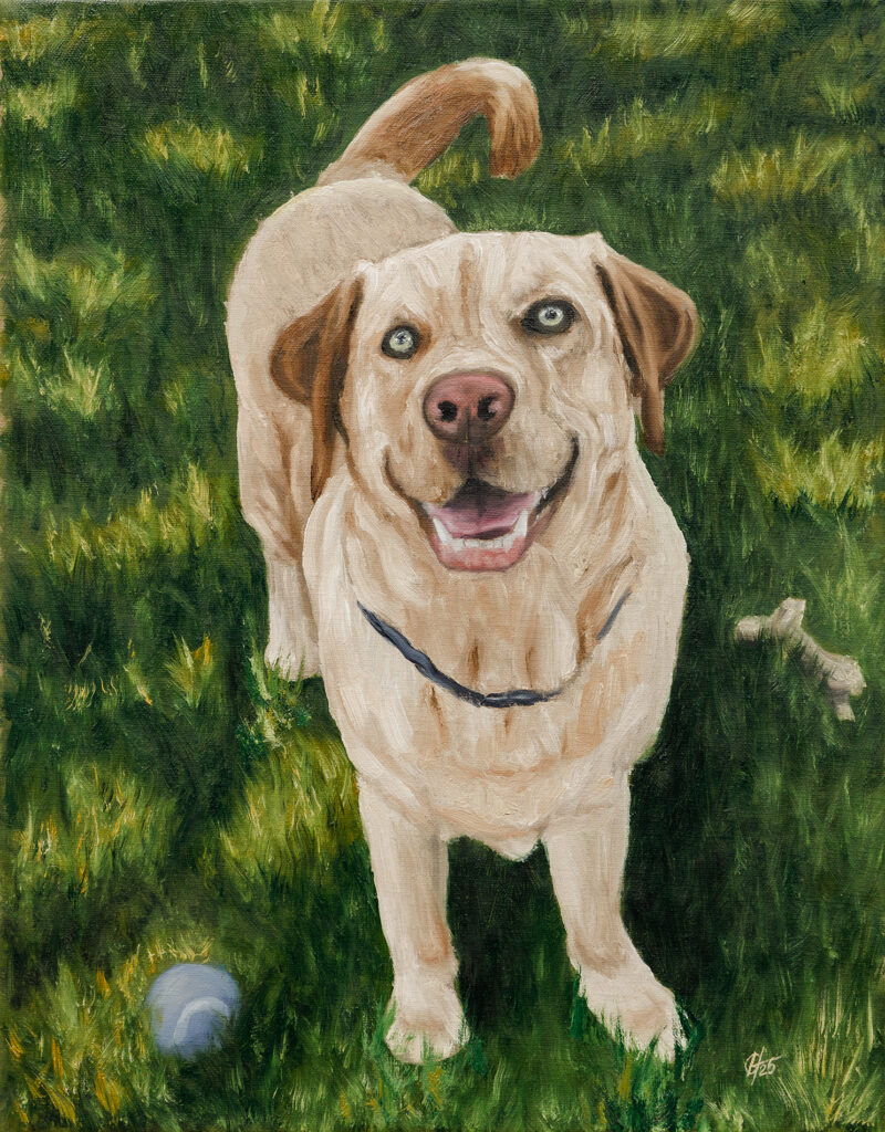 Original oil painting of a labrador looking up at the viewer with his ball and a bone on the ground next to him