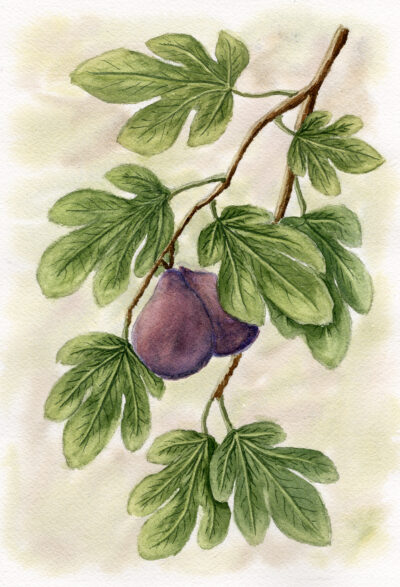 Botanical watercolor of a fig branch with green leaves and ripe fruit