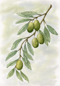 Watercolor olive branch with green leaves on a soft neutral background
