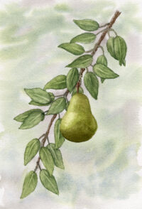 Original watercolor painting of a pear on branch in soft green tones. One-of-a-kind botanical artwork from the series.