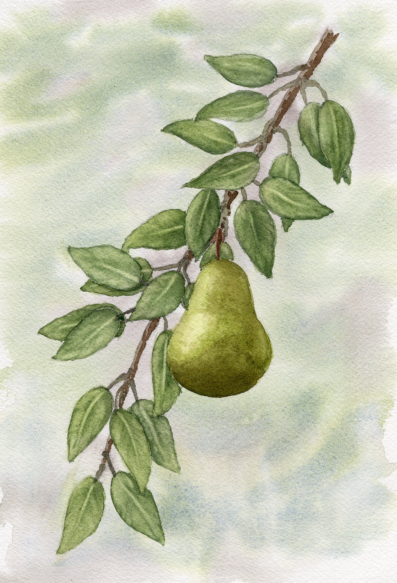 Original watercolor painting of a pear on branch in soft green tones. One-of-a-kind botanical artwork from the series.