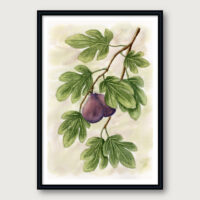 Botanical watercolor of a fig branch with green leaves and ripe fruit