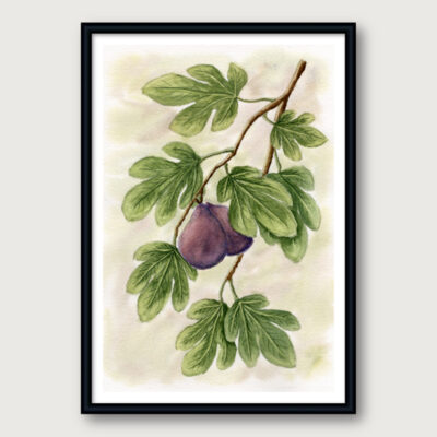 Botanical watercolor of a fig branch with green leaves and ripe fruit